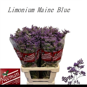 LIM MAINE BLUE