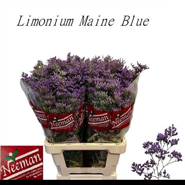 <h4>LIM MAINE BLUE</h4>