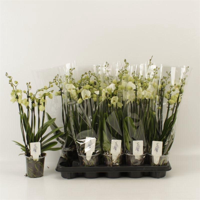 <h4>PHAL AN INVERNESS</h4>