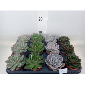 Echeveria   ...mix