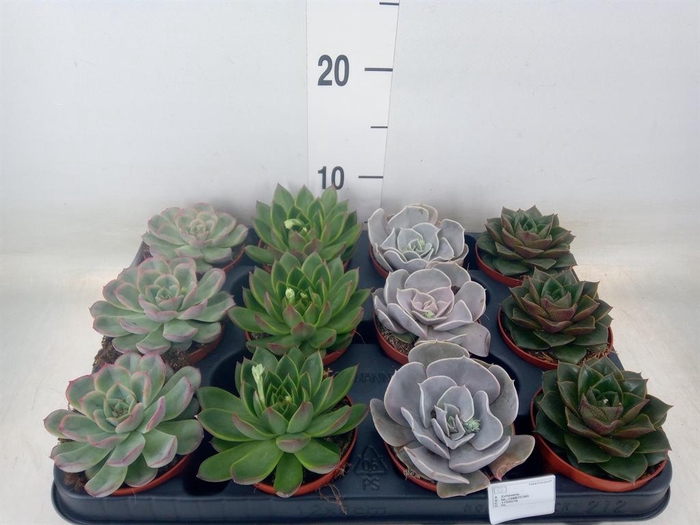 <h4>Echeveria   ...mix</h4>