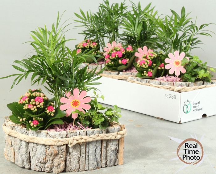 <h4>ARR KAMERPL</h4>