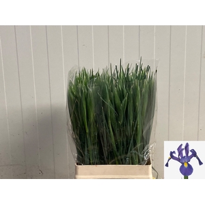 IRIS PROF BLAAUW