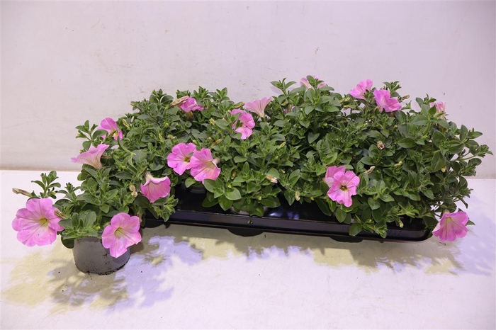 <h4>Pet Al Tu Rose</h4>