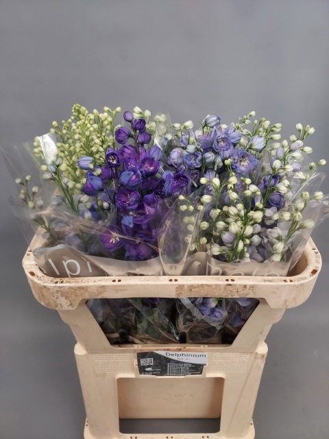 <h4>DELPH DU GEM</h4>