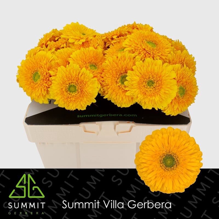 <h4>Gerbera Pomponi Honey Ball Water</h4>