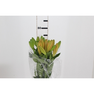 LIRIO SUNDERLAND 080 CM HT 3/5 FLS