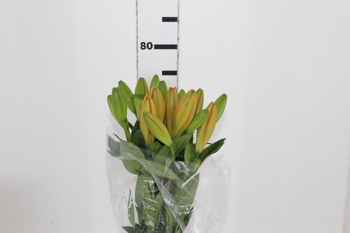 <h4>LIRIO SUNDERLAND 080 CM HT 3/5 FLS</h4>