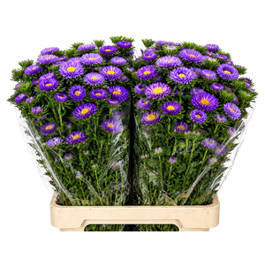 Callistephus Matsumoto Lavender