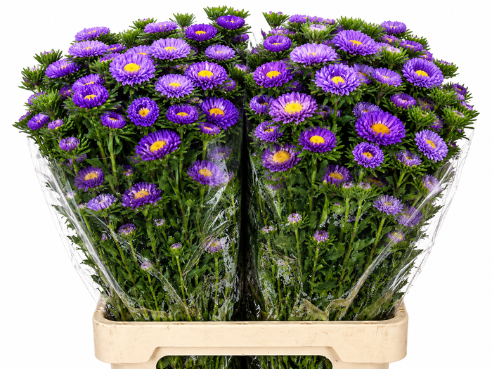 <h4>Callistephus Matsumoto Lavender</h4>
