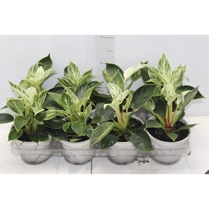 PHILODENDRON BIRKIN P15