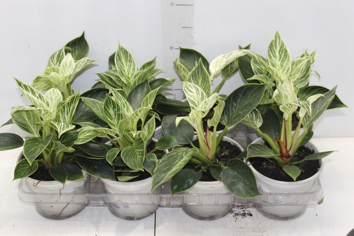 PHILODENDRON BIRKIN P15