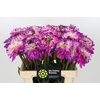 Dahlia Luca Johanna