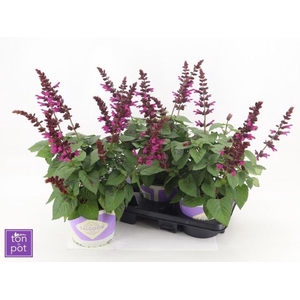 SALVIA  LAKE FLAMING