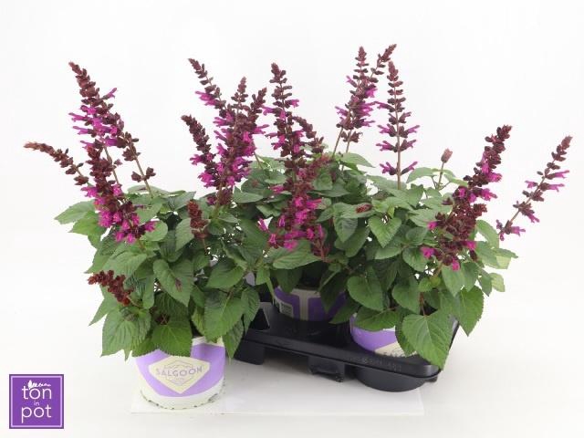 <h4>SALVIA  LAKE FLAMING</h4>