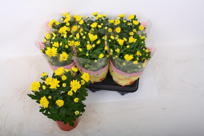 <h4>CHRYS ART SPIDERMAN</h4>