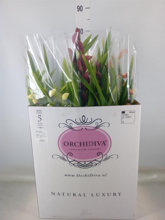 <h4>Cymbidium   ...mix</h4>