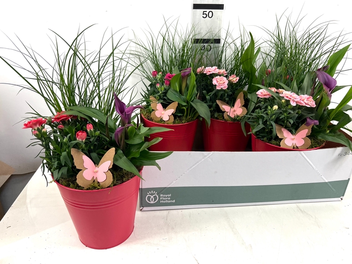 <h4>ARR TUINPLANTEN</h4>