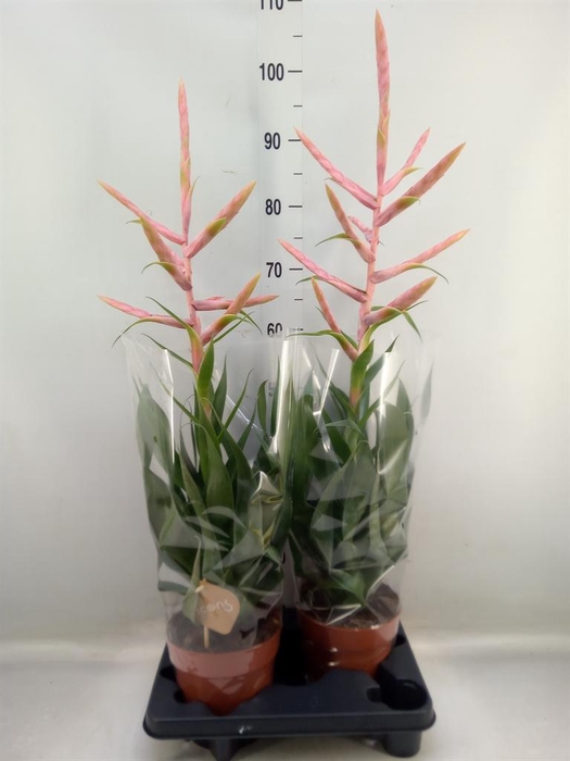 <h4>Tillandsia  'Dolce'</h4>