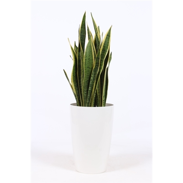 <h4>Sansevieria Laurentii in Santorini "wit"</h4>