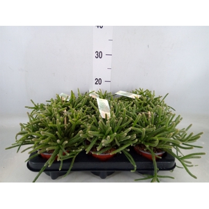 Rhipsalis burchellii