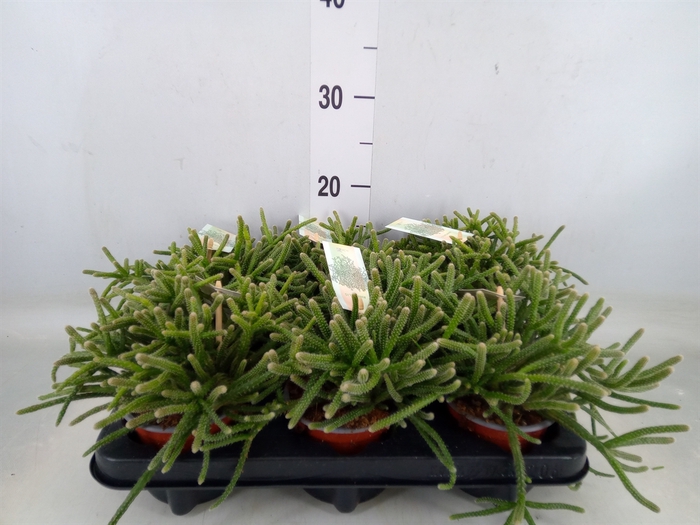 <h4>Rhipsalis burchellii</h4>