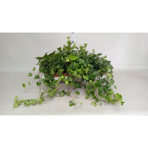 Hedera helix   ...