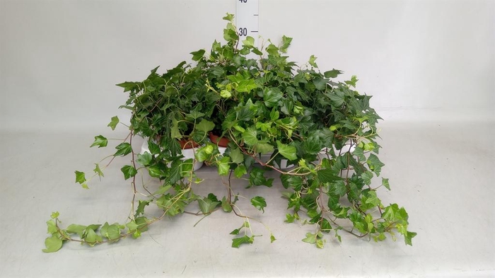 <h4>Hedera helix   ...</h4>