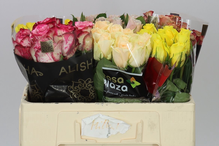 <h4>Rosa Gr Gemengd Fantasy</h4>