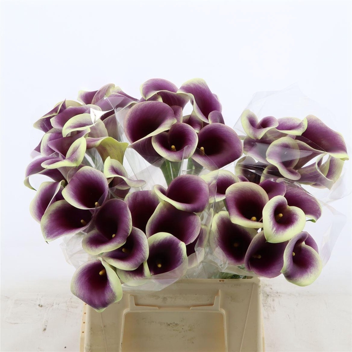 <h4>Calla Ranomi</h4>