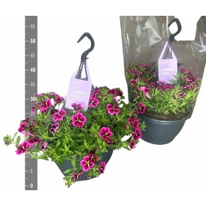 CALIB CA GD NIGH KIS