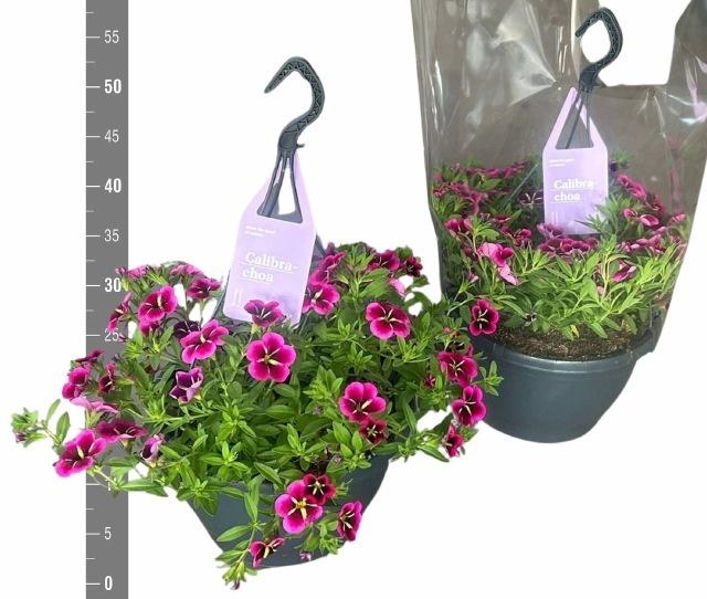 <h4>CALIB CA GD NIGH KIS</h4>