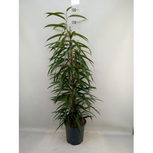 Ficus binn. 'Alii'