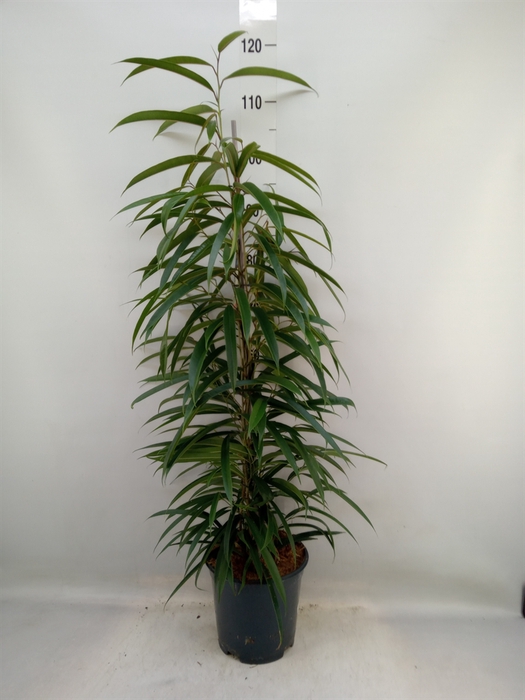 <h4>Ficus binn. 'Alii'</h4>