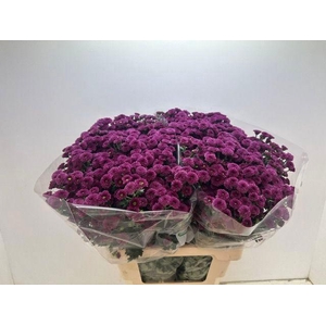 CHR SAN CALIM D PINK