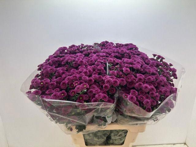 <h4>CHR SAN CALIM D PINK</h4>