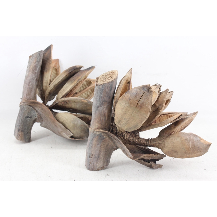<h4>Arr3 Ad - Sororoca Penga Heads X6</h4>