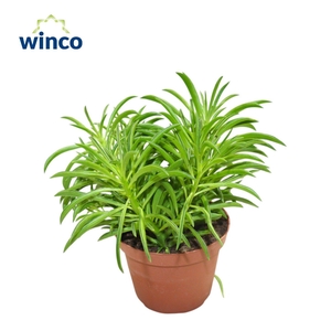 Senecio Barbertonicus (himalaya)