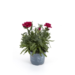 DIANTHUS CARYOPHYLLUS P11 OS PURPLE