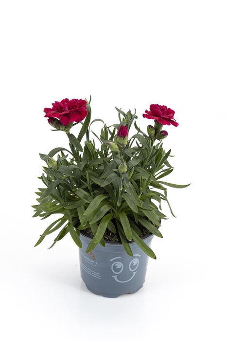 <h4>DIANTHUS CARYOPHYLLUS P11 OS PURPLE</h4>
