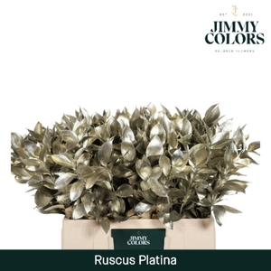 Ruscus L50 Mtlc. Platina