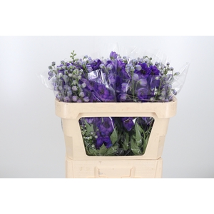 Delphinium El Jewel