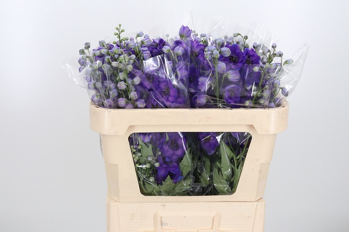 <h4>Delphinium El Jewel</h4>