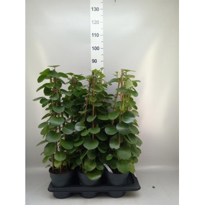 Cissus rotundifolia