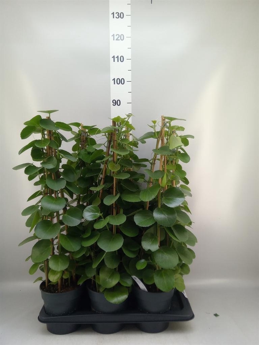<h4>Cissus rotundifolia</h4>