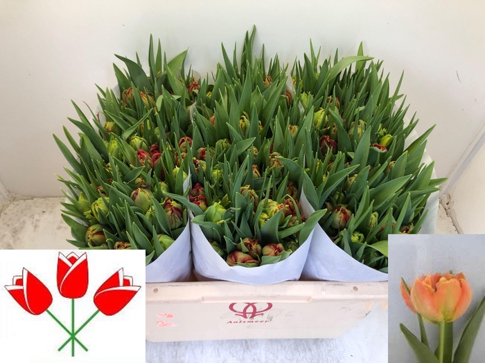 <h4>TU DU VIKING</h4>