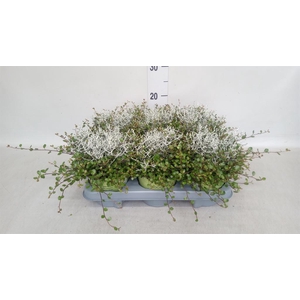 LEUCO BROWNII TWIN MUECA/CAL