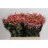 Hypericum Sweet Romance