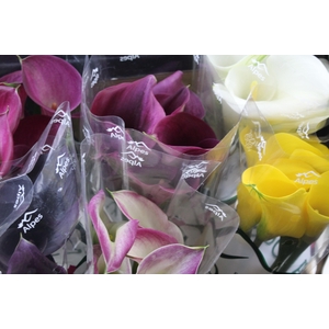 CALLA EXOTIC VARIADA 050 CM