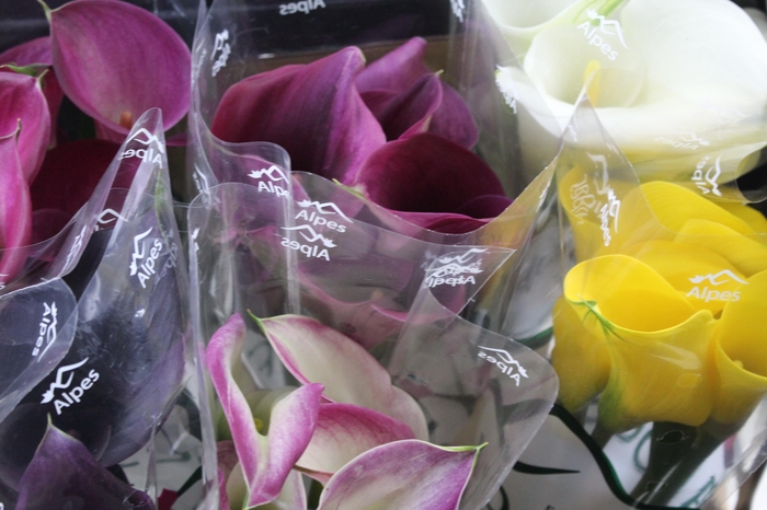 <h4>CALLA EXOTIC VARIADA 050 CM</h4>